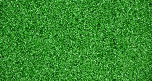 carpet grass Singapore