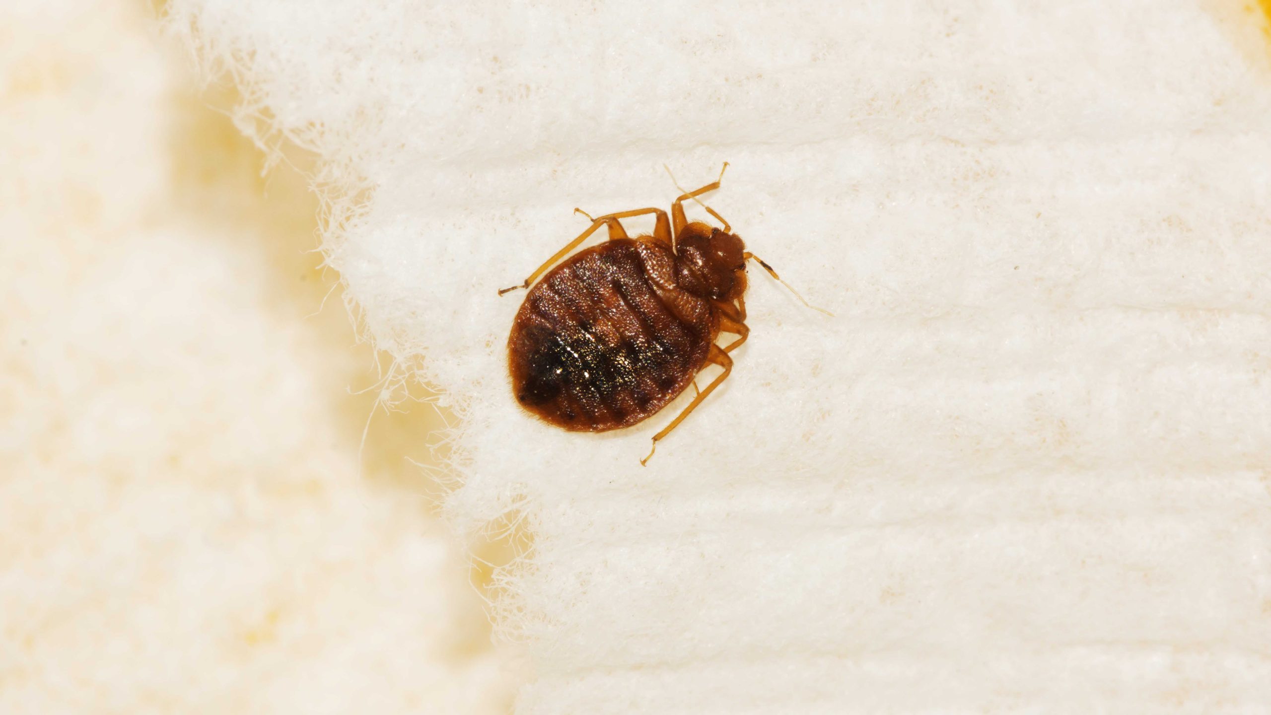 bedbug exterminator